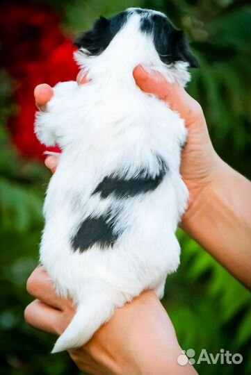 Бивер Йорк девочка мини