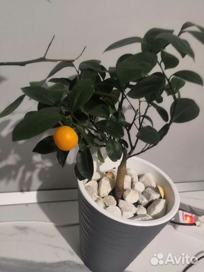 Лимон и кумкват скрещенный