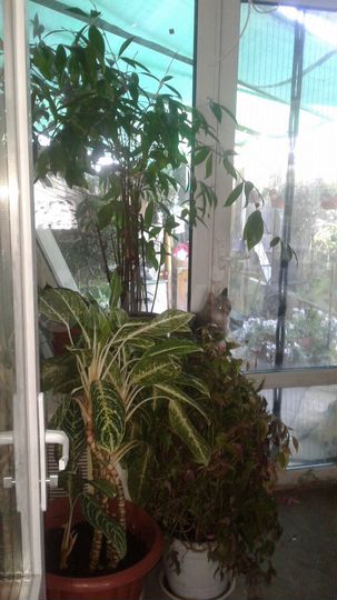 Дом 40 м² на участке 3 сот.