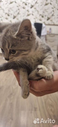 Котята в добрые руки бесплатно мальчик