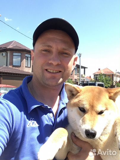 Дрессировка и воспитание собак, кинолог