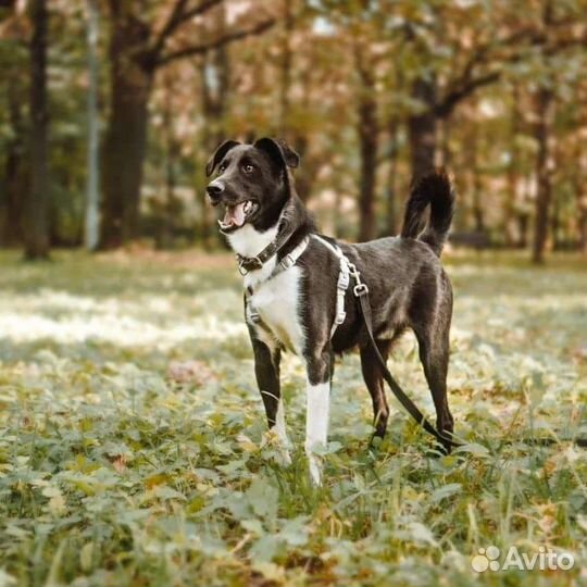 Бади в поисках дома малыш грустит в приюте