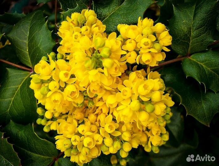 Магония падуболистная и многолетники цветы