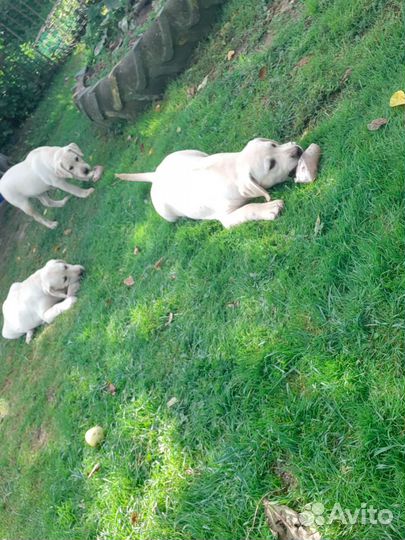 Щенки лабрадора