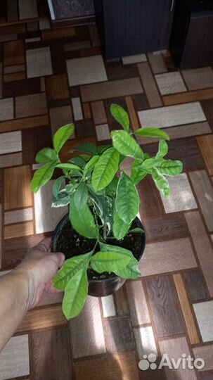 Лимон вариегатный сангвиниум