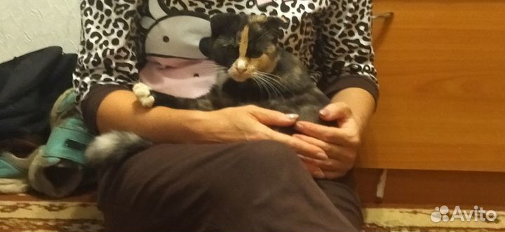 Отдам даром кошку