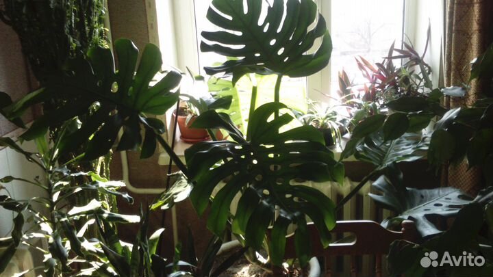 Монстера, Кактусы, Каланхоэ