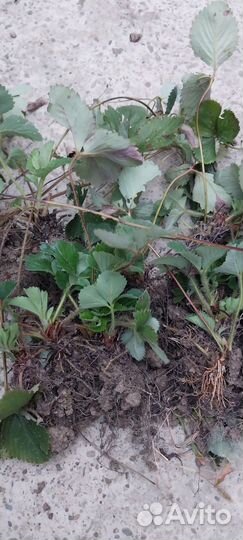 Рассада клубники