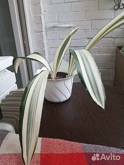 Сансевиерия Бьюти Квин