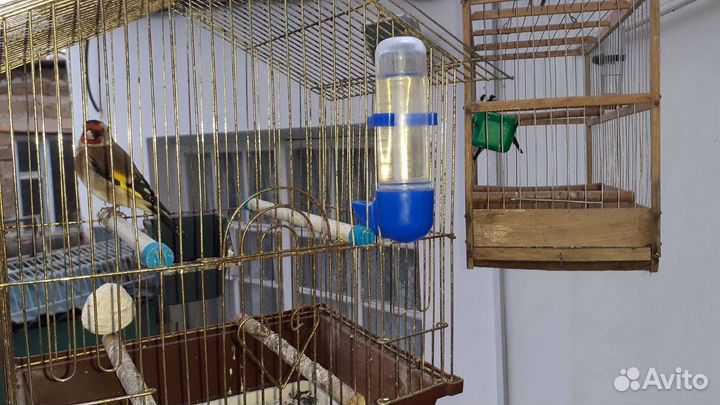 Щегол, певчие птицы