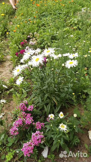 Семена цветов