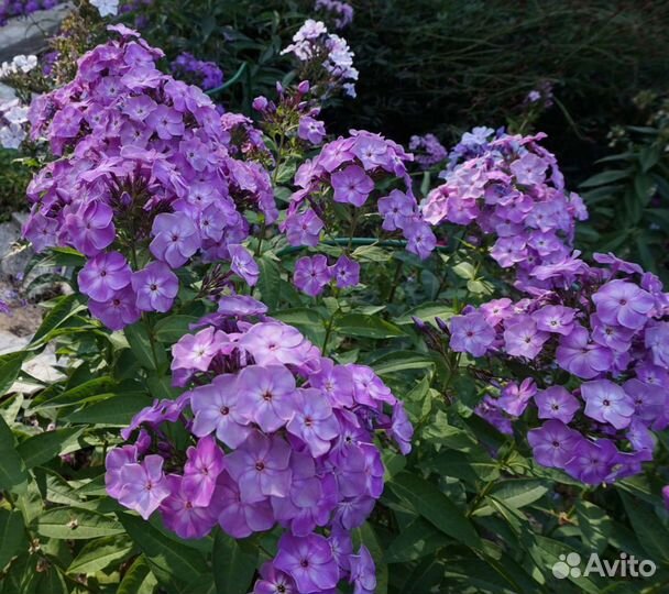 Флокс метельчатый