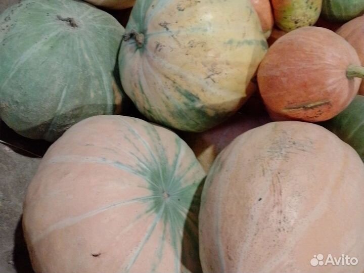 Корма для животных