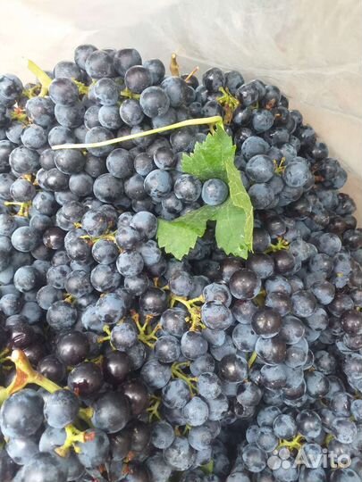 Ркацителли