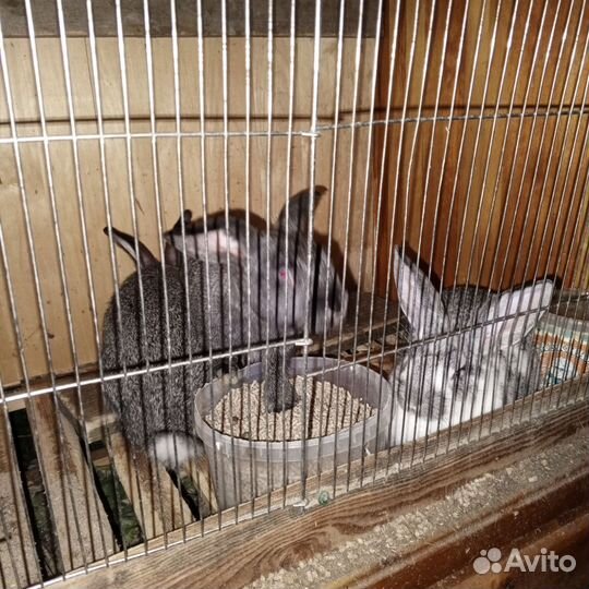 Кролики