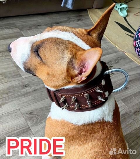 Ошейники, шлейки, поводки для собак