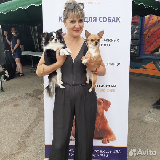 Щенки чихуахуа