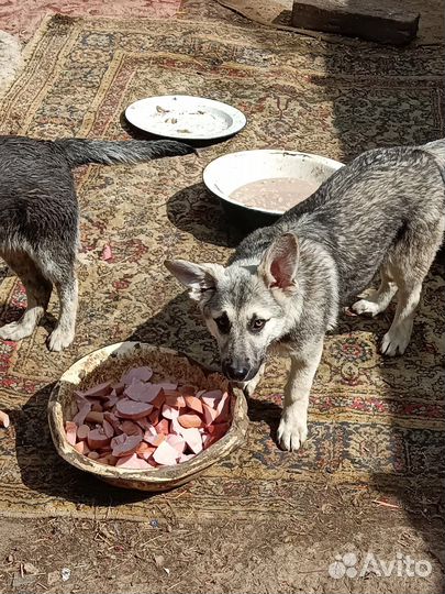 Щенки в добрые руки