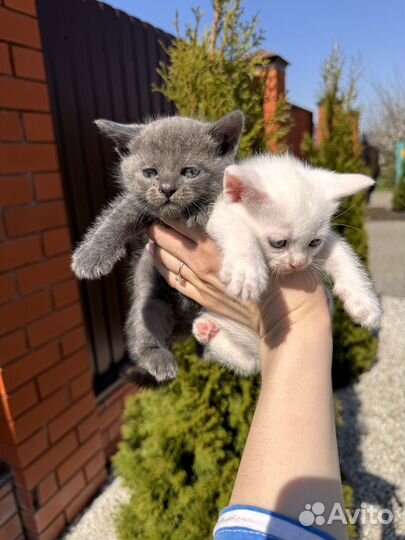 Шотландская