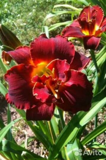 Сортовые лилейники, разные 10 фото, в горшках