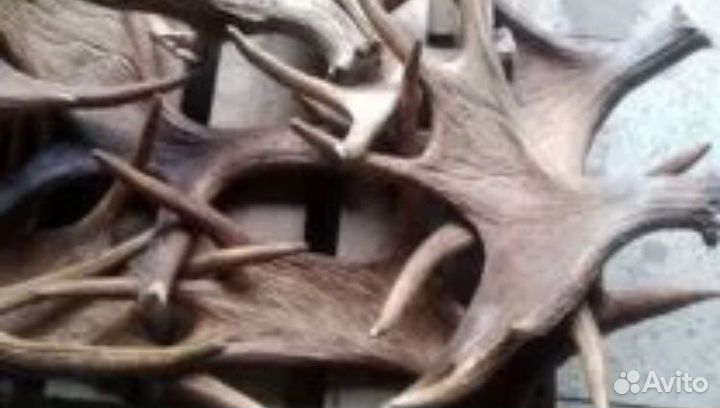 Рога лось марал олень