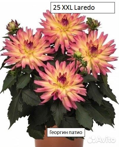 Георгины низкорослые