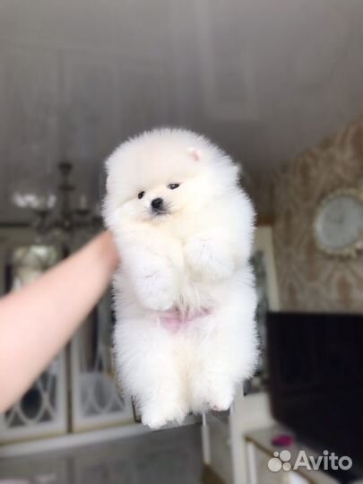 Померанский шпиц