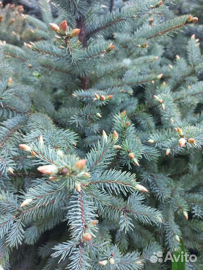 Ель голубая саженцы