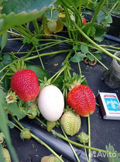 Саженцы клубники