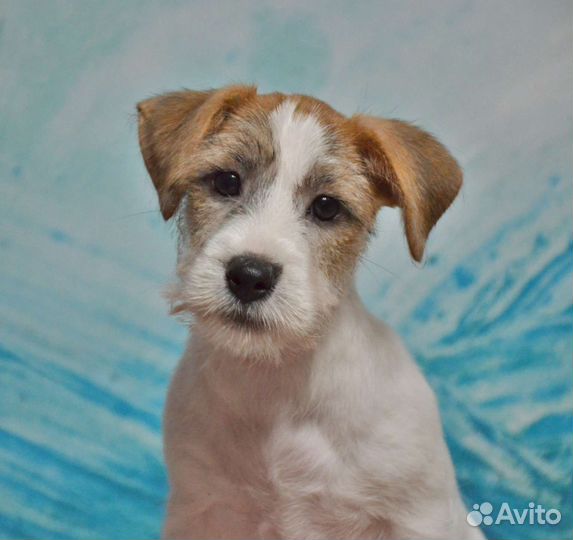 Джек Рассел терьер. Мальчик