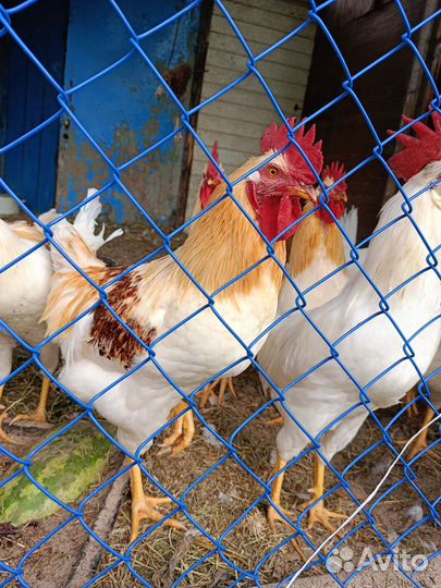 Мясо домашних петухов