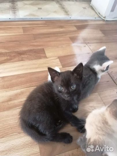 Котята в добрые руки девочки