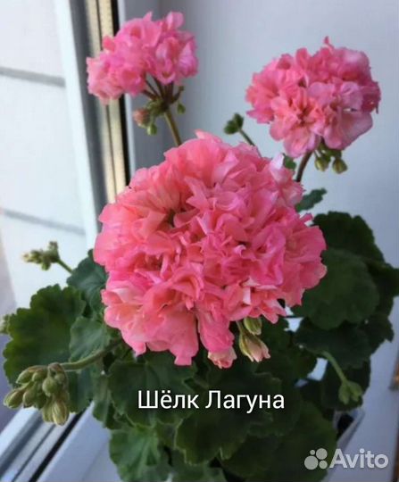 Пеларгонии сортовые часть 4