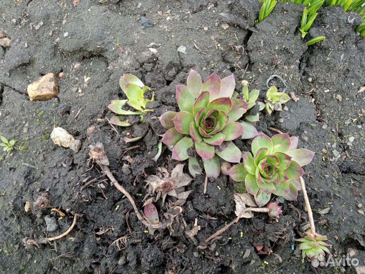 Каменная роза