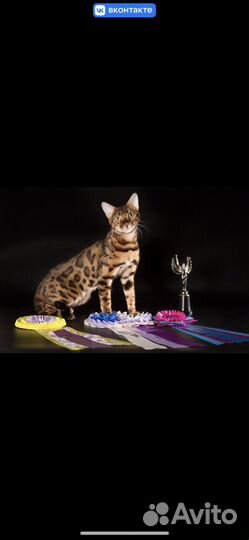 Бенгальская