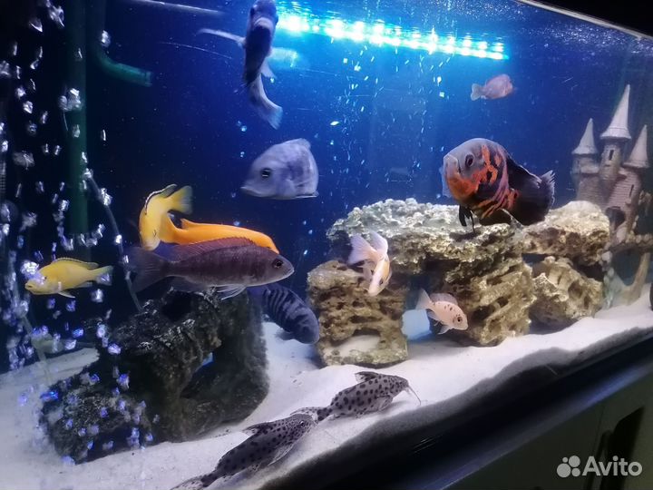 Аквариум на 300 литров