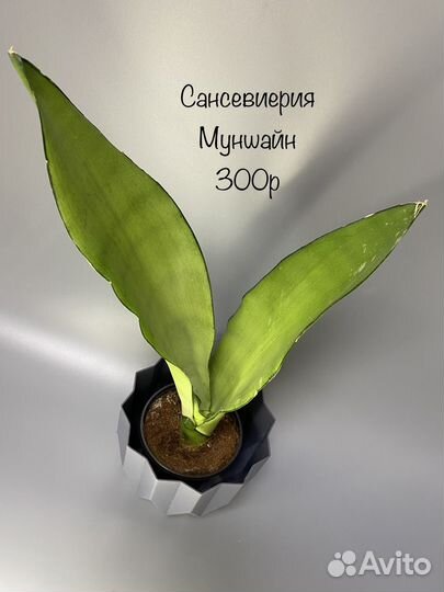 Сансевиерия муншайн