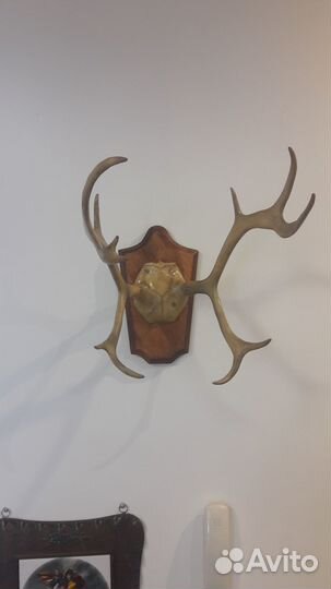Рога косули на медальоне