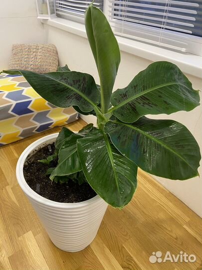 Банан киевский карлик