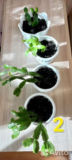 Комнатные цветы