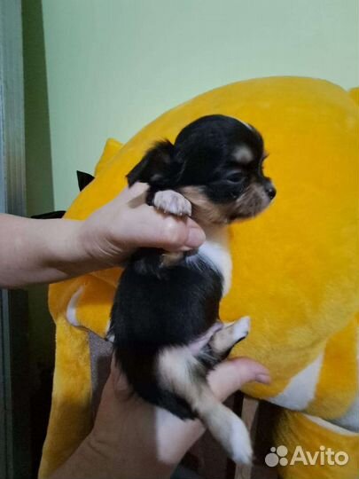 Чихуахуа щенки