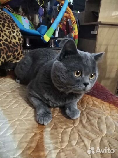 Вязка Кот Британец