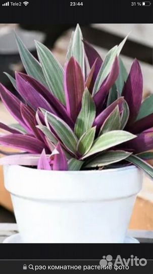 Рэо (Традесканция покрывальчатая)