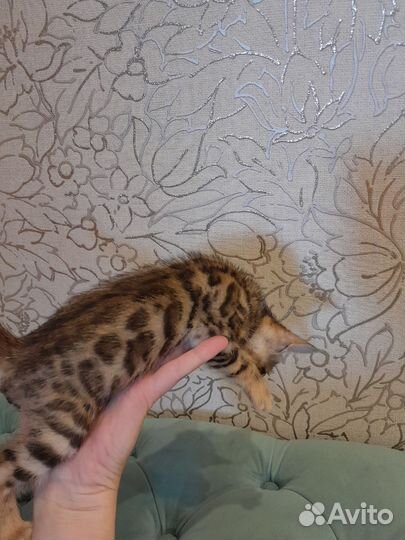 Бенгальские котята