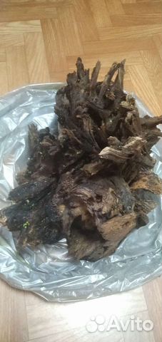 Растения в аквариум