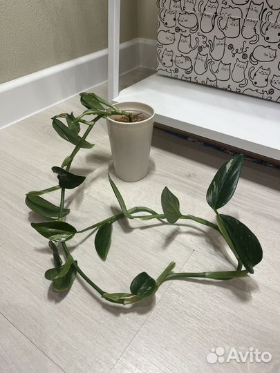 Филодендрон эпипремнум