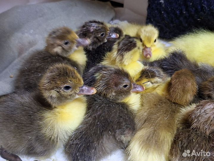 Суточные гусята Линда, утята мускусной утки