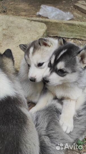 Щенки Лайки