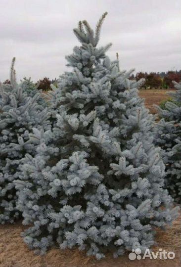 Ель голубая
