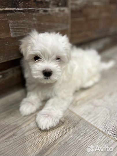 Мальтийская болонка мини девочка